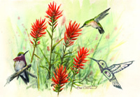 Calliope Hummingbird
